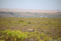 Bergzebra